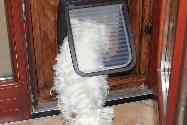 Electronic Doggie Doors - The Pros and Cons