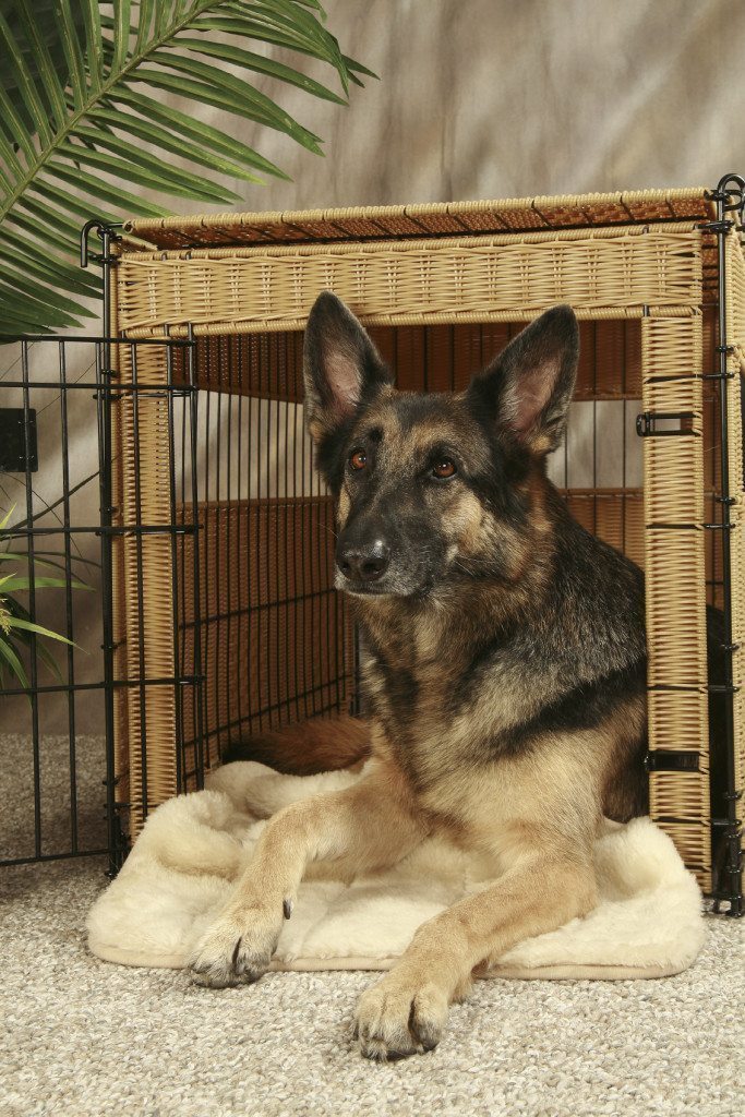 Crate Training Made Easy With These Simple Steps