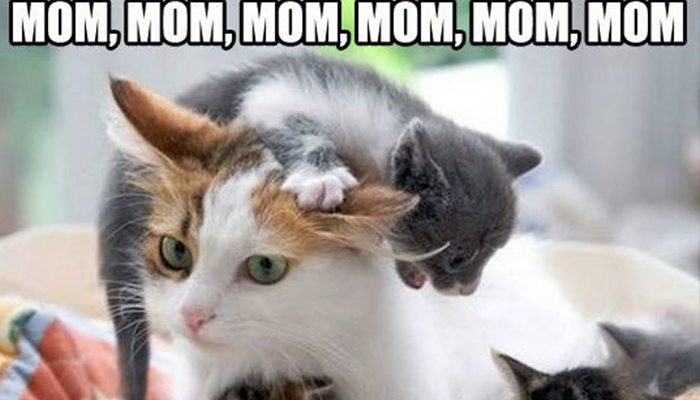 20 Funny Cat Memes You Need To See - WagBrag.com