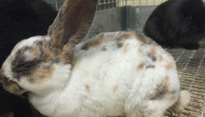 Petco PetSmart Supplier Caught Freezing Animals
