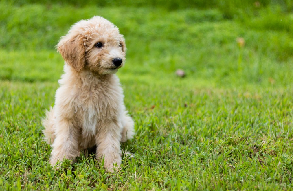 16 surprising and useful facts about Mini Goldendoodle Puppies Wagbrag