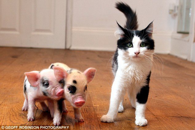 Micro pigs as pets