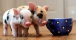 micro-pigs