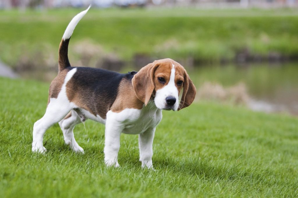 beagles 