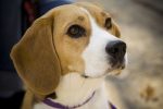 beagle photo