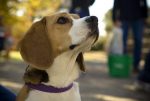 beagle photo 2