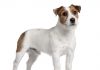 jack russell dog, jack russell terrier, dog breeds