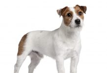 jack russell dog, jack russell terrier, dog breeds