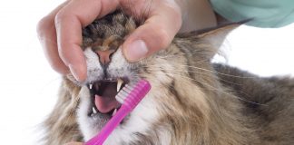 brushing cat's teeth,