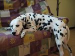 dalmatian