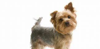 yorkshire terrier, yorkshire dog