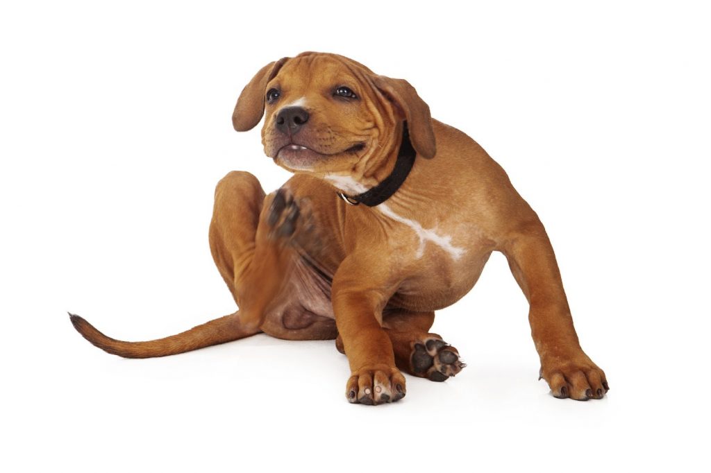 dermatitis in dogs