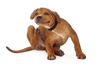 dermatitis in dogs