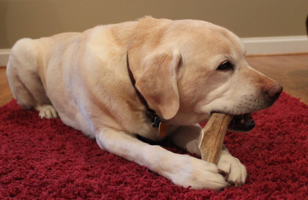 yellow labrador chewing on an antler
