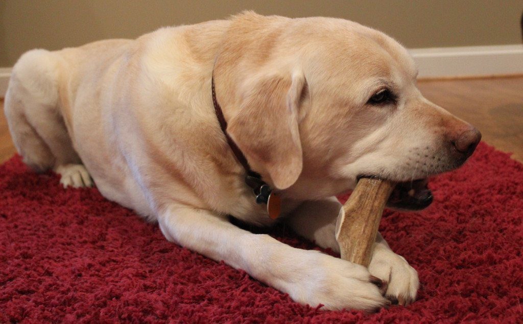 chew antlers for dogs