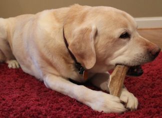 chew antlers for dogs