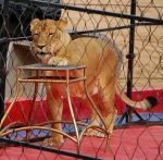 lion in circus