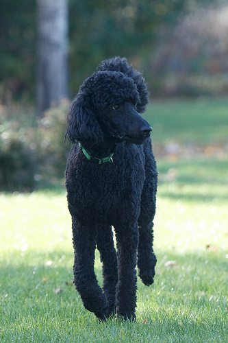 are poodle water dogs
