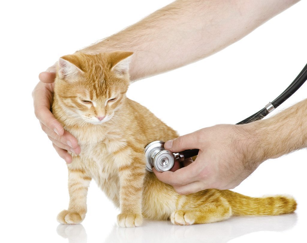 Top Symptoms That You Have A Sick Cat