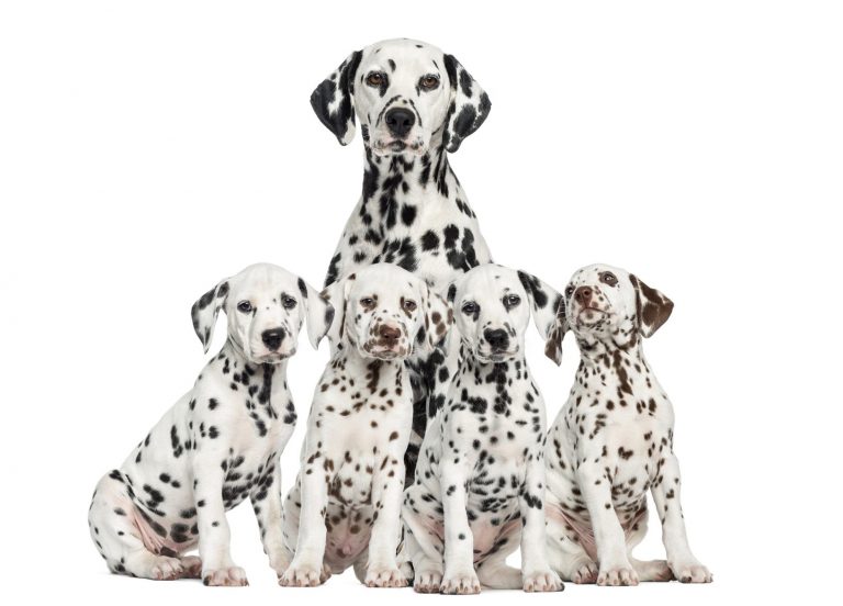 Dalmatians - The Breed With Affinity To Horses