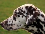 Dalmatian_profile