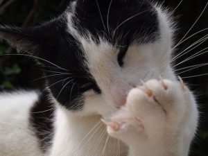 cat licking his paw