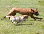 dogs playing chase