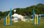 English Springer Spaniel on agility course