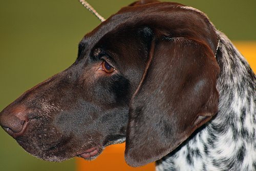 The profile of a German Shorthaired Pointer