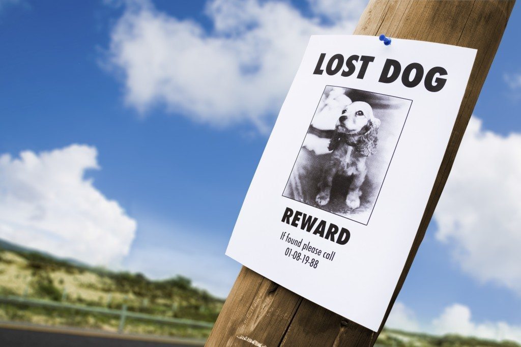 how to find your lost dog
