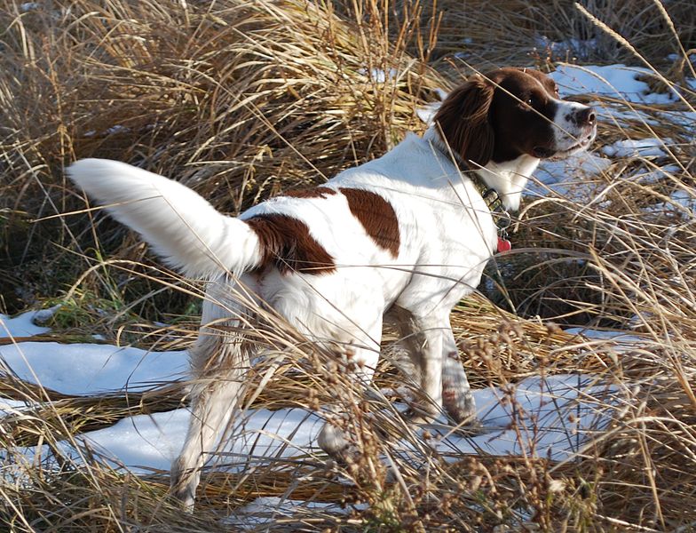 Dutch Partridge dog in field
