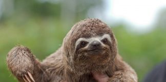sloths as pets