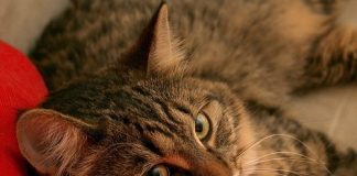 facts about cats and kittens