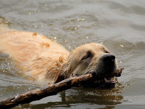 dog swimming with stick