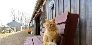 Barn Cat Rescue information