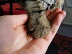 cat paw in hand