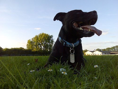heat stroke in dogs - dog panting in yard