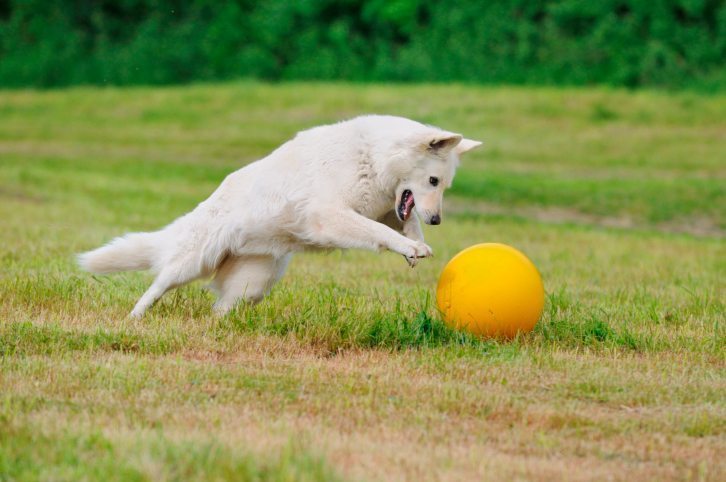 Teach your dog to play Treibball.