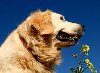 Homeopathy for pets