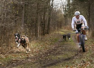 bikejoring race with dogs