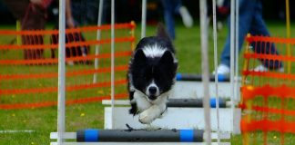 flyball for dogs