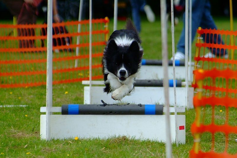 flyball for dogs