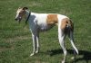 Greyhound breed information