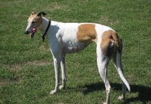 Greyhound breed information