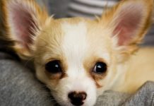 Chihuahua Breed Info