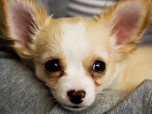 Chihuahua breed info