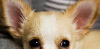 Chihuahua Breed Info
