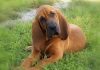Bloodhound Breed Info