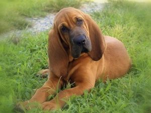 Bloodhound breed info