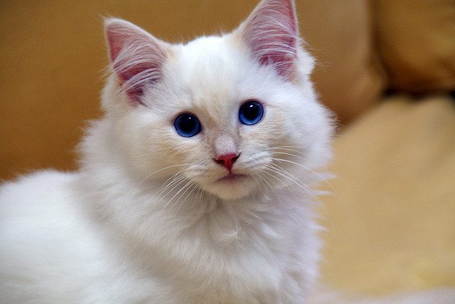 pretty white and fluffy cat